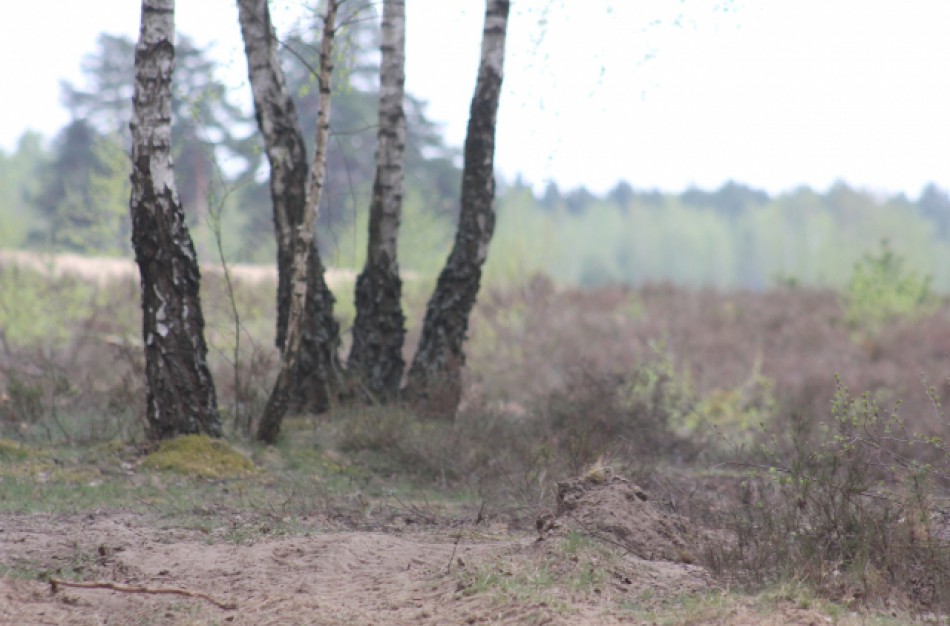 Atšaukiamas draudimas lankytis miškuose