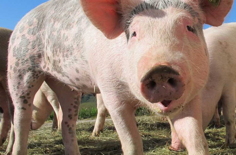 Valstybinės maisto ir veterinarijos tarnybos Jonavos skyriaus informacija kiaulių laikytojams