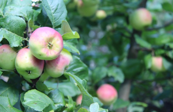 Jonavos globos namuose – rudens šventė