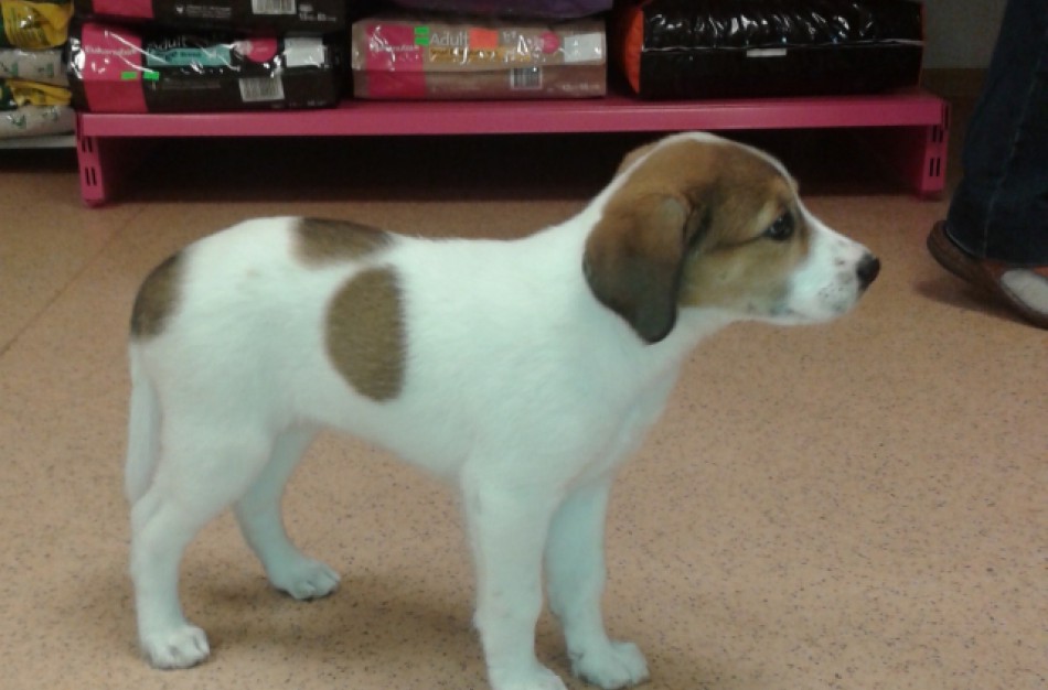 Įmonėms ir organizacijoms siūlo aukų dėžutes beglobiams gyvūnams