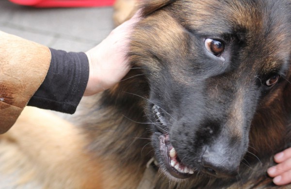 Jonavoje nuaidėjo tradicinė rudens šventė