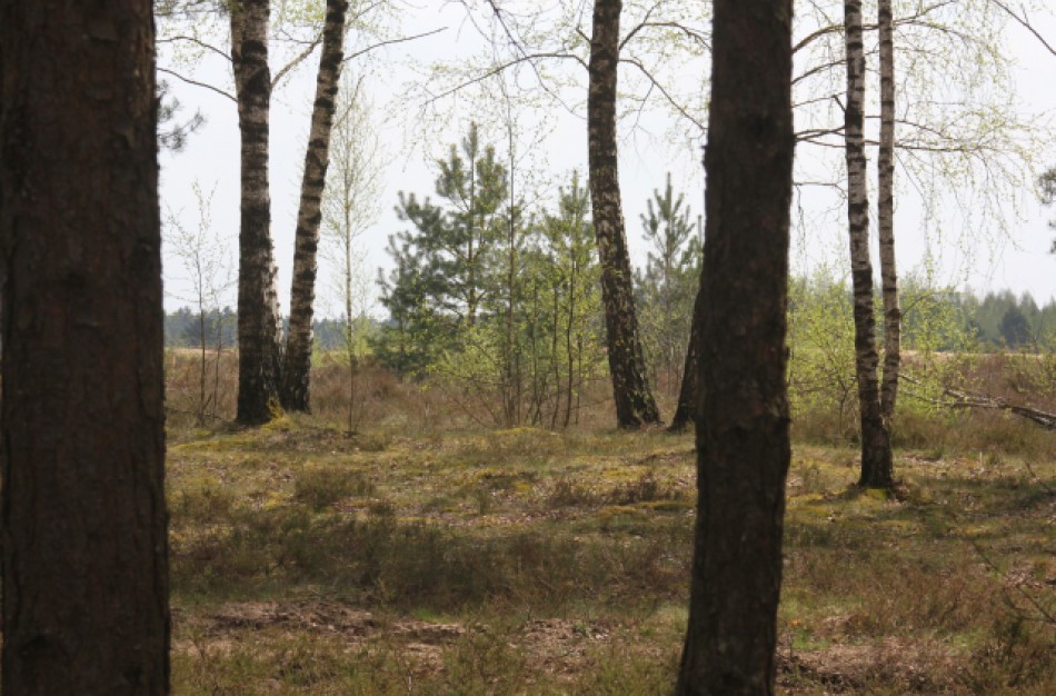 Be leidimo draudžiama lankytis miškuose