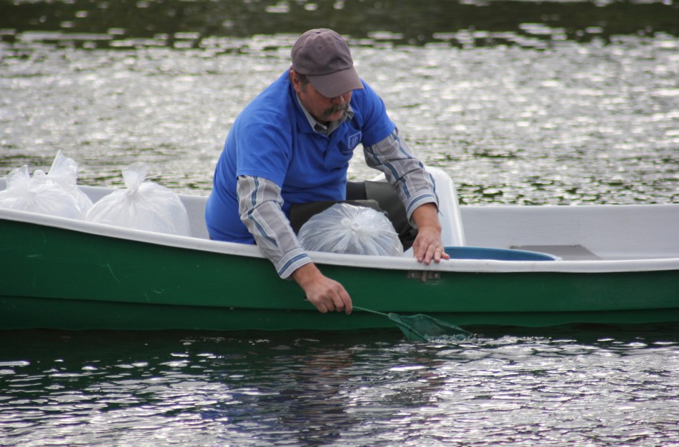Į Neries upę įleista 6 tūkst. žuvų jauniklių