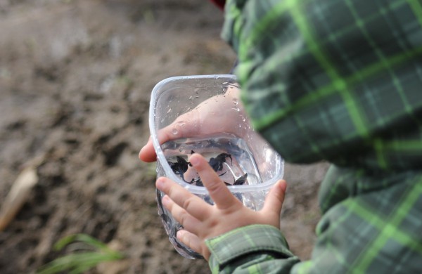 Į Neries upę įleista 6 tūkst. žuvų jauniklių