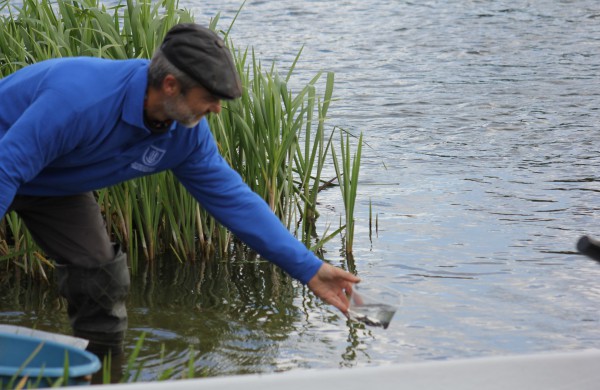 Į Neries upę įleista 6 tūkst. žuvų jauniklių