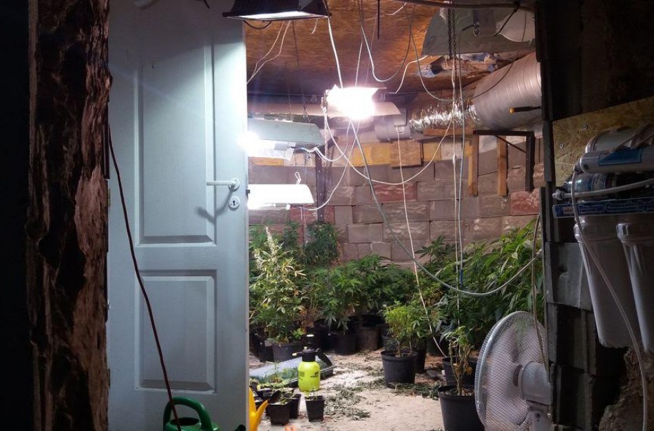 Jonavos rajone kriminalistai rado užmaskuotas dvi kanapių auginimo laboratorijas