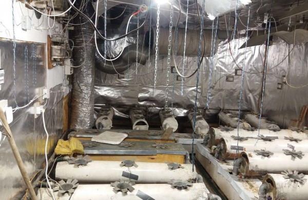 Jonavos rajone kriminalistai rado užmaskuotas dvi kanapių auginimo laboratorijas