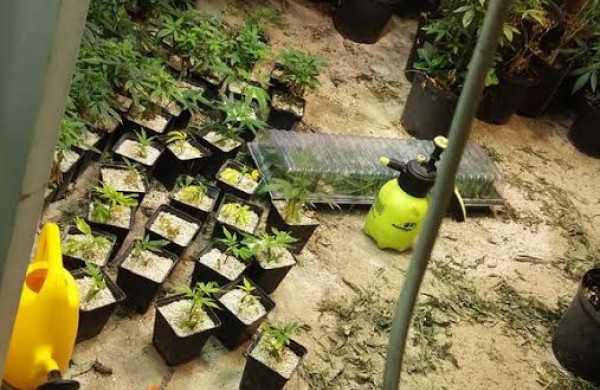 Jonavos rajone kriminalistai rado užmaskuotas dvi kanapių auginimo laboratorijas