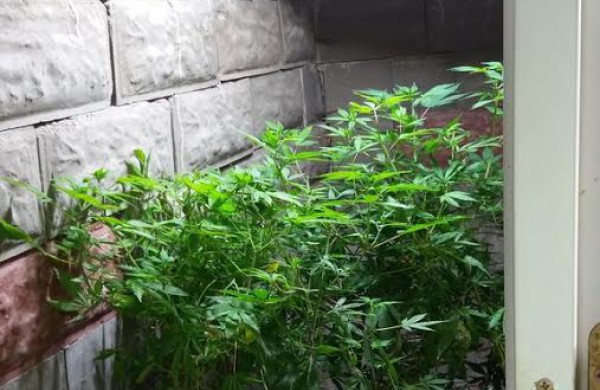 Jonavos rajone kriminalistai rado užmaskuotas dvi kanapių auginimo laboratorijas