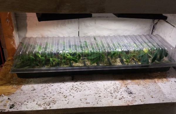 Jonavos rajone kriminalistai rado užmaskuotas dvi kanapių auginimo laboratorijas