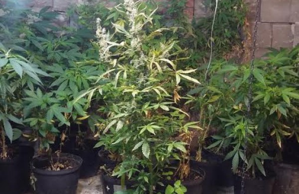 Jonavos rajone kriminalistai rado užmaskuotas dvi kanapių auginimo laboratorijas