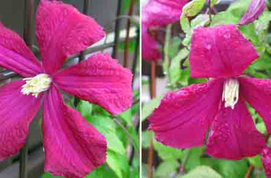 Profesinės šventės proga sveikinimas policijos pareigūnams 