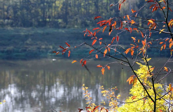 Pėsčiųjų žygyje - dvigubas rekordas: kilometrai atbulomis ir nuospaudų skaičius