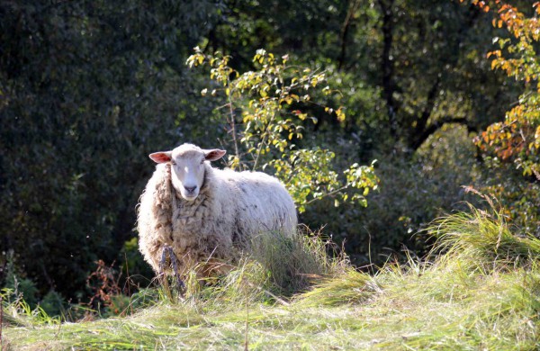 Pėsčiųjų žygyje - dvigubas rekordas: kilometrai atbulomis ir nuospaudų skaičius