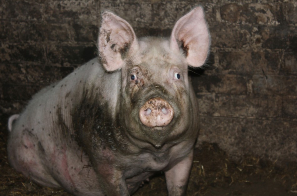 Dėl ekstremalios situacijos paskelbimo