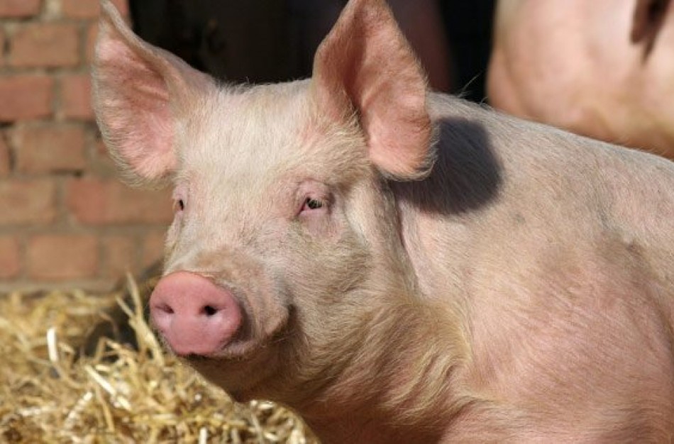 Jonavos rajone - afrikinis kiaulių maras