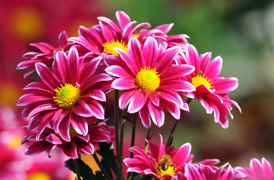 Mieli Jonavos rajono mokytojai