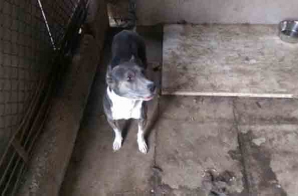 Pirmą kartą Jonavoje konfiskuotas daugiabutyje augintas kovinis šuo