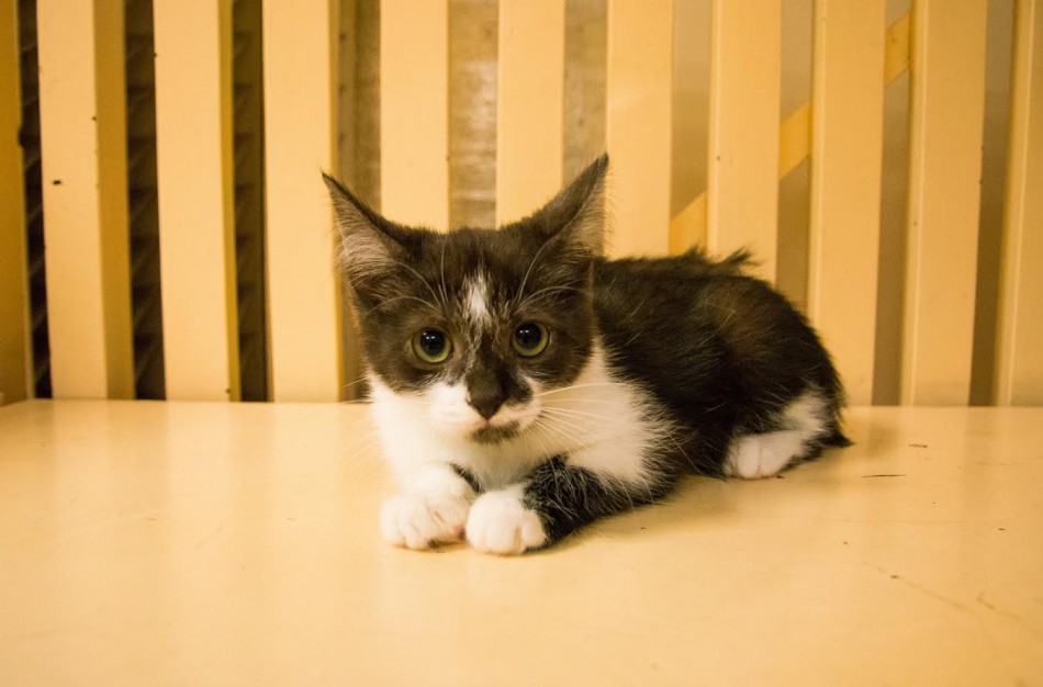 Jonavos veterinarijos gydyklose situacija dėl beglobių gyvūnų – sudėtinga