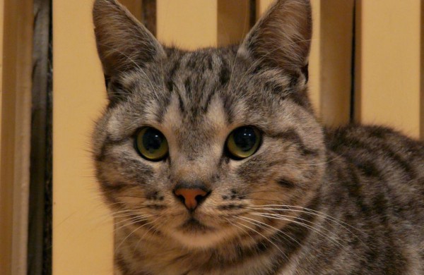 Jonavos veterinarijos gydyklose situacija dėl beglobių gyvūnų – sudėtinga