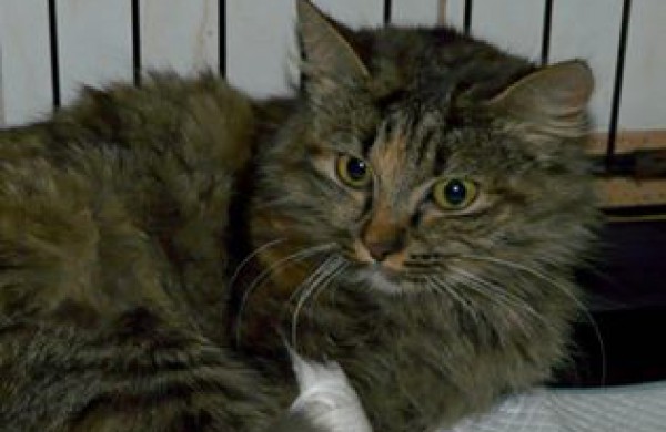 Jonavos veterinarijos gydyklose situacija dėl beglobių gyvūnų – sudėtinga