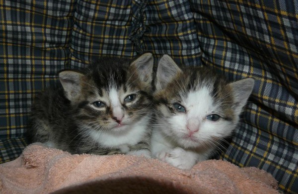 Jonavos veterinarijos gydyklose situacija dėl beglobių gyvūnų – sudėtinga