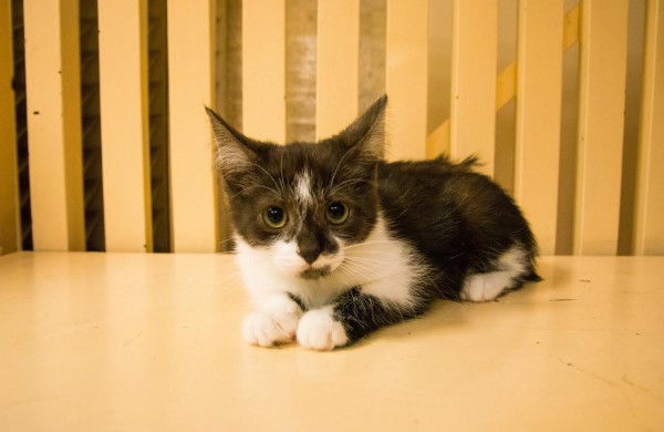 Jonavos veterinarijos gydyklose situacija dėl beglobių gyvūnų – sudėtinga