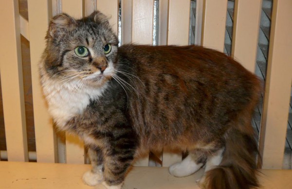 Jonavos veterinarijos gydyklose situacija dėl beglobių gyvūnų – sudėtinga