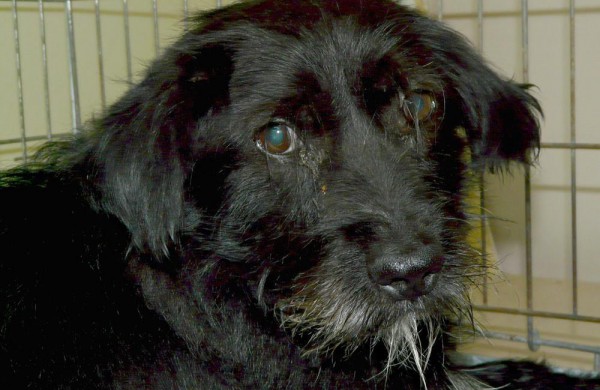 Jonavos veterinarijos gydyklose situacija dėl beglobių gyvūnų – sudėtinga