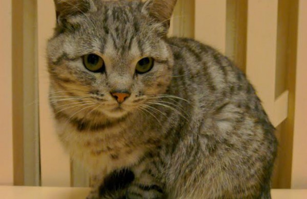 Jonavos veterinarijos gydyklose situacija dėl beglobių gyvūnų – sudėtinga