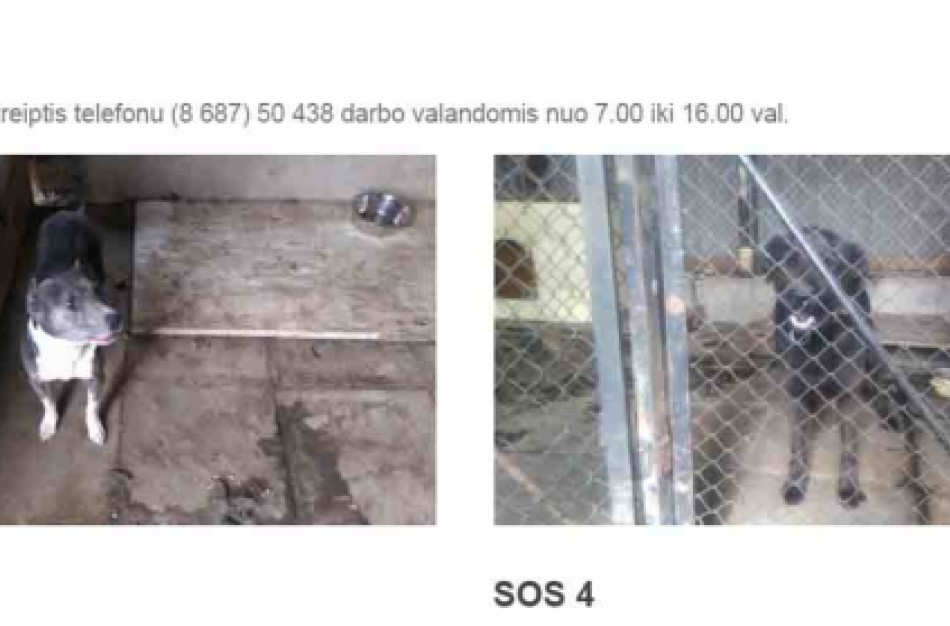 Bendrovė “Jonavos paslaugos” kviečia jonaviečius nepamiršti ir benamių gyvūnų