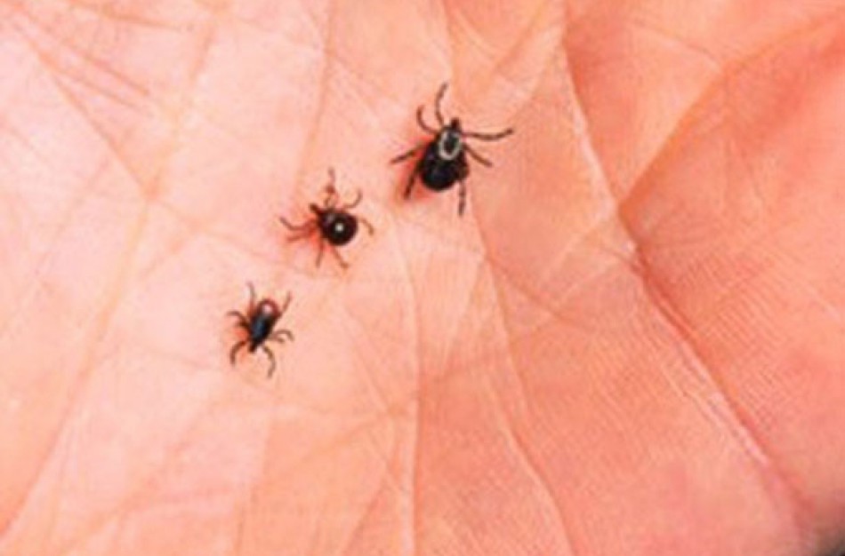 Trys jonaviečiai šiemet susirgo erkiniu encefalitu, 15 žmonių – Laimo liga