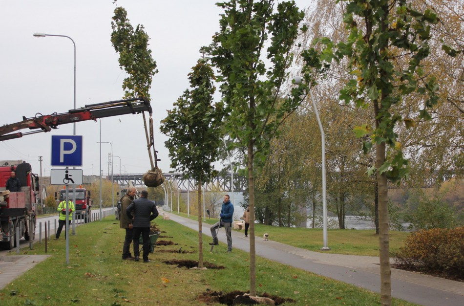 Panerių gatvėje sodinama klevų alėja
