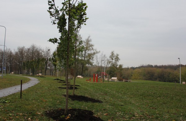 Panerių gatvėje sodinama klevų alėja