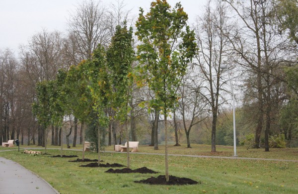 Panerių gatvėje sodinama klevų alėja