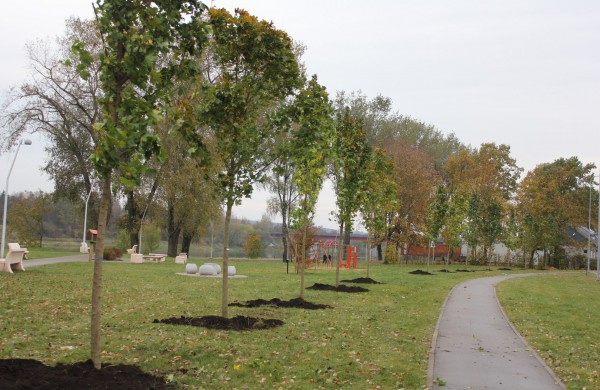 Panerių gatvėje sodinama klevų alėja