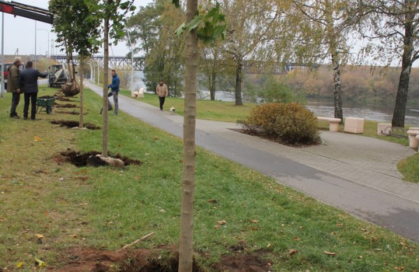 Panerių gatvėje sodinama klevų alėja