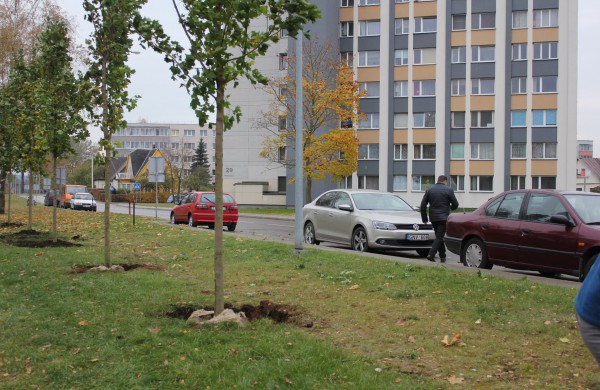 Panerių gatvėje sodinama klevų alėja