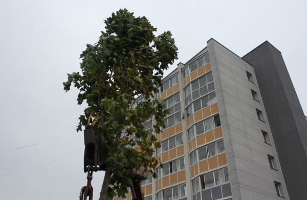 Panerių gatvėje sodinama klevų alėja