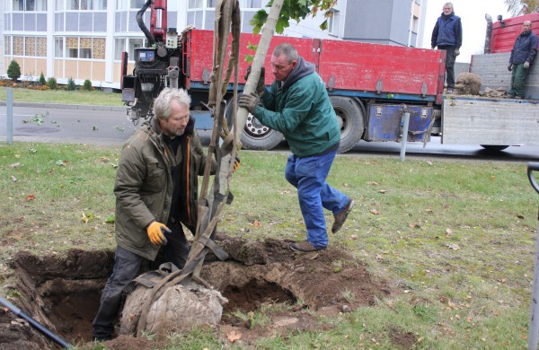 Panerių gatvėje sodinama klevų alėja
