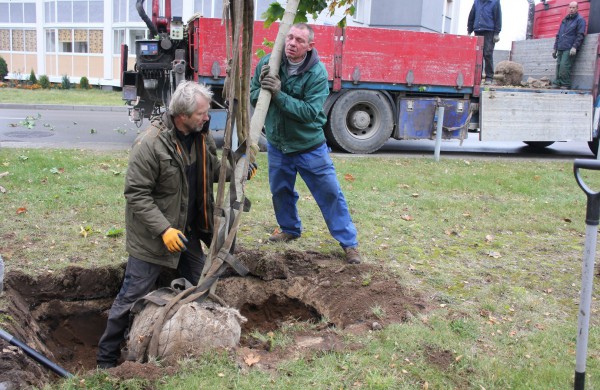 Panerių gatvėje sodinama klevų alėja