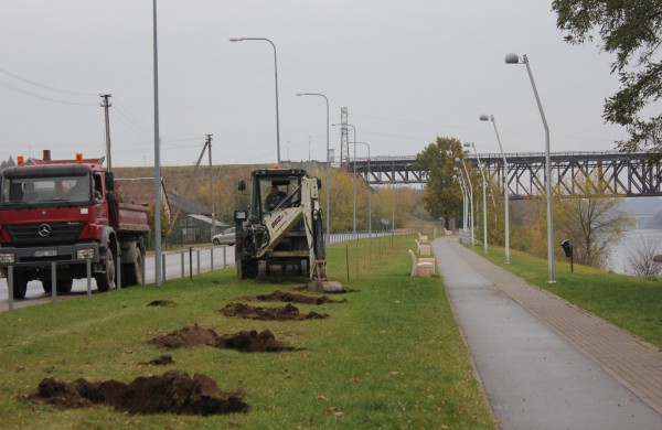 Panerių gatvėje sodinama klevų alėja