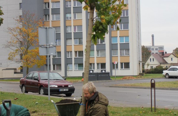 Panerių gatvėje sodinama klevų alėja