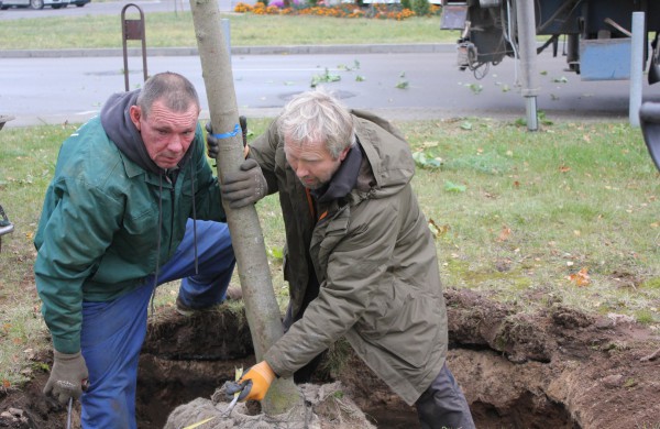 Panerių gatvėje sodinama klevų alėja