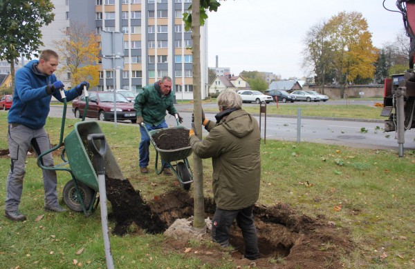 Panerių gatvėje sodinama klevų alėja