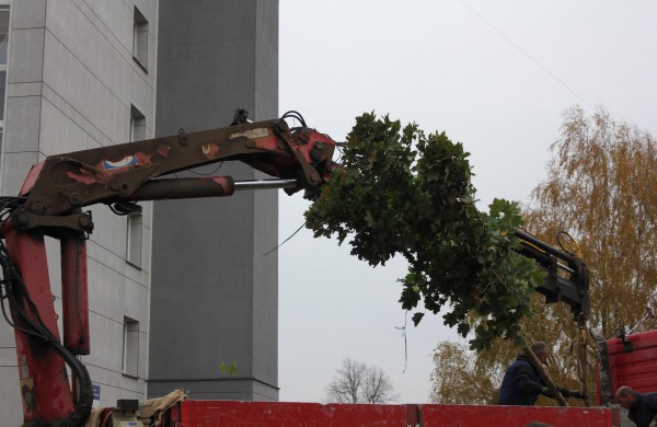 Panerių gatvėje sodinama klevų alėja