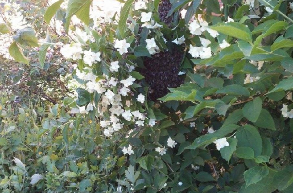 Varnutės gatvėje – bičių spiečius