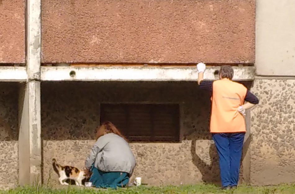 Rimkų gyventojams įsipyko benamės katės