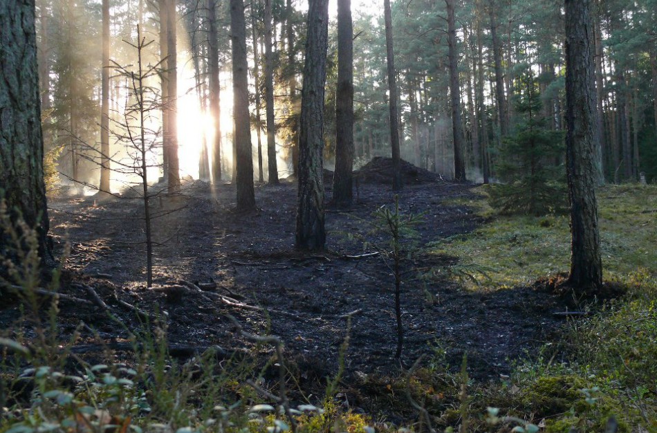 Miškų gaisrų pavojus - didelis