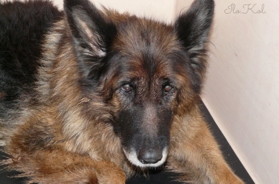 Į veterinarijos gydyklą atvežtas sužeistas vilkšunis, ieškomi šeimininkai